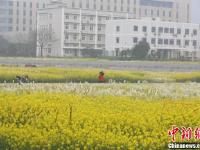 武汉一高校内油菜花开 形成一片金黄色花海