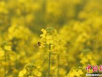 武汉一高校内油菜花开 形成一片金黄色花海