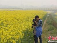 武汉一高校内油菜花开 形成一片金黄色花海