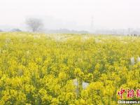 武汉一高校内油菜花开 形成一片金黄色花海