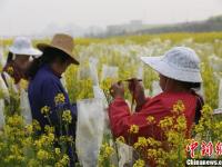武汉一高校内油菜花开 形成一片金黄色花海
