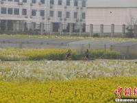 武汉一高校内油菜花开 形成一片金黄色花海