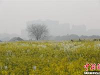 武汉一高校内油菜花开 形成一片金黄色花海