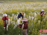 武汉一高校内油菜花开 形成一片金黄色花海
