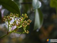 【醉美邵阳】春雨时节亦如画