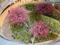 商场将3000平米油菜花搬进室内 逛街如郊游