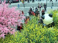 商场将3000平米油菜花搬进室内 逛街如郊游