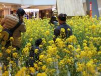 商场将3000平米油菜花搬进室内 逛街如郊游