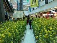 商场将3000平米油菜花搬进室内 逛街如郊游