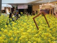 商场将3000平米油菜花搬进室内 逛街如郊游