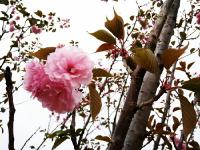 花都开好了