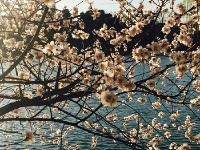花都开好了