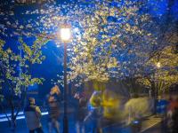 南京迎来樱花盛开期 市民春分时节赏夜樱