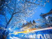 南京迎来樱花盛开期 市民春分时节赏夜樱