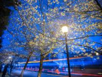 南京迎来樱花盛开期 市民春分时节赏夜樱