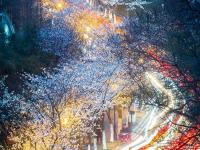 南京迎来樱花盛开期 市民春分时节赏夜樱