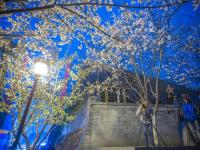 南京迎来樱花盛开期 市民春分时节赏夜樱