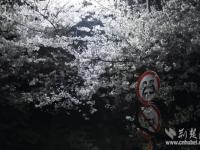 武大樱花如期而至 游人错峰赏夜樱