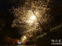 武大樱花如期而至 游人错峰赏夜樱