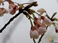 春分时节 一起来看崀山花的世界
