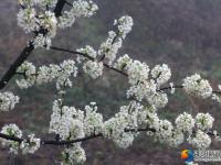 春分时节 一起来看崀山花的世界