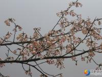 春分时节 一起来看崀山花的世界