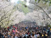 南京迎来“赏樱大军” 花下人挤人