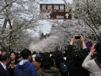 南京迎来“赏樱大军” 花下人挤人