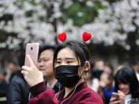 南京迎来“赏樱大军” 花下人挤人