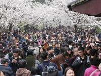 南京迎来“赏樱大军” 花下人挤人
