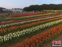 航拍南昌50余万株郁金香花田 缤纷多彩