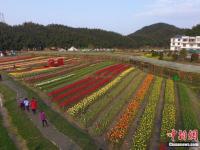 航拍南昌50余万株郁金香花田 缤纷多彩