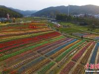 航拍南昌50余万株郁金香花田 缤纷多彩