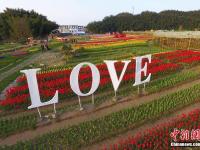 航拍南昌50余万株郁金香花田 缤纷多彩
