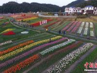航拍南昌50余万株郁金香花田 缤纷多彩