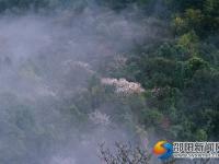 【醉美邵阳】崀山樱花 春日浪漫