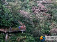 【醉美邵阳】崀山樱花 春日浪漫