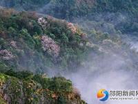 【醉美邵阳】崀山樱花 春日浪漫
