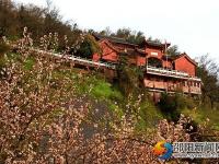 【醉美邵阳】崀山樱花 春日浪漫