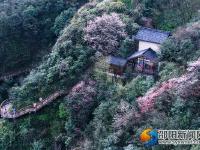 【醉美邵阳】崀山樱花 春日浪漫