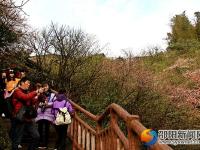 【醉美邵阳】崀山樱花 春日浪漫