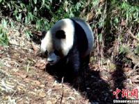 红外相机拍到野生大熊猫