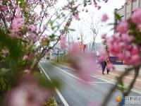 【醉美邵阳】春暖花开靓城景
