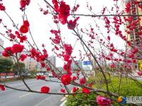 【醉美邵阳】春暖花开靓城景