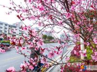 【醉美邵阳】春暖花开靓城景
