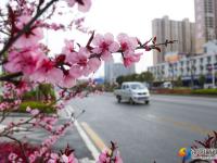 【醉美邵阳】春暖花开靓城景