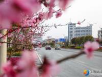 【醉美邵阳】春暖花开靓城景