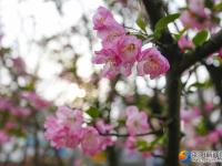 【醉美邵阳】春暖花开靓城景
