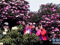  踏青赏花休闲度假