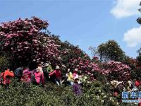  踏青赏花休闲度假